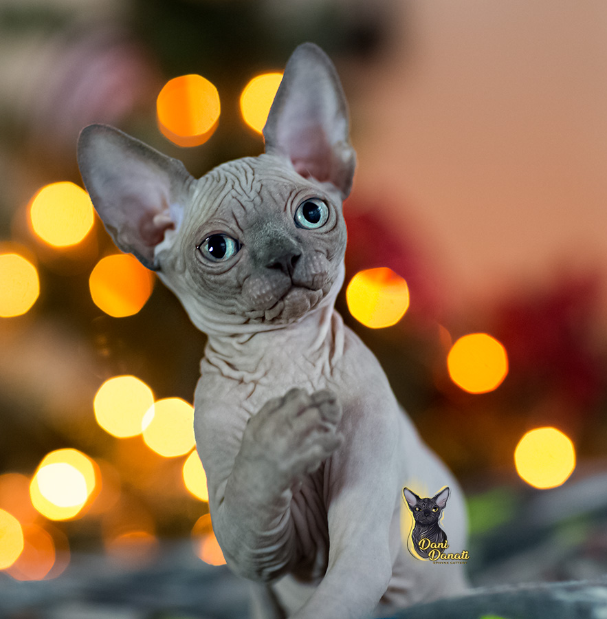 dani-danati-pitomnik-sfinksov-prodaga-kotjat-1