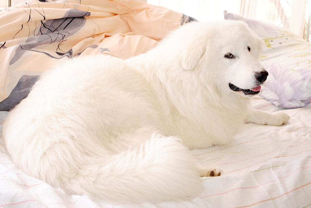 donik-stajl-pitomnik-japonskogo-shpica-kupit-sobak