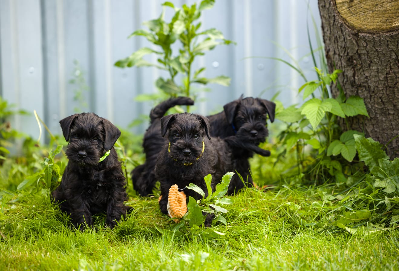 dreamkiss-pitomnik-cvergshnaucerov-kupit-sobak