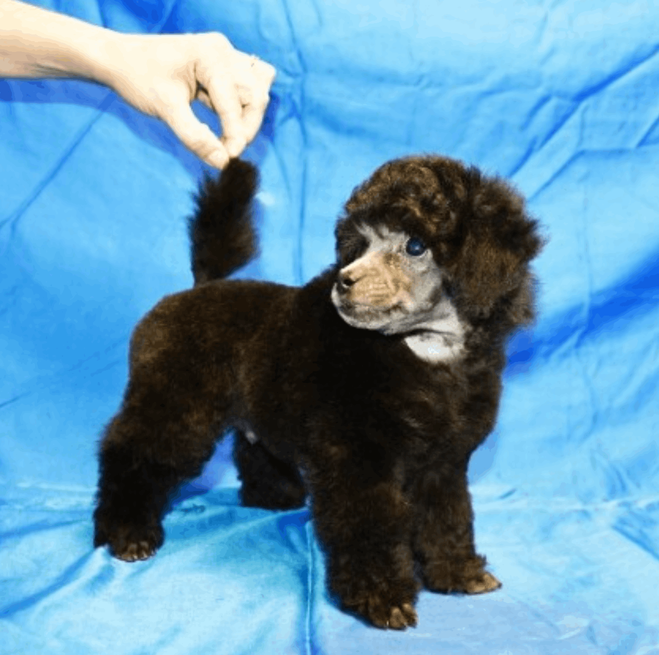 gently-born-pitomnik-rezenshnaucerov-objavlenie-o-prodage-shhenka-1