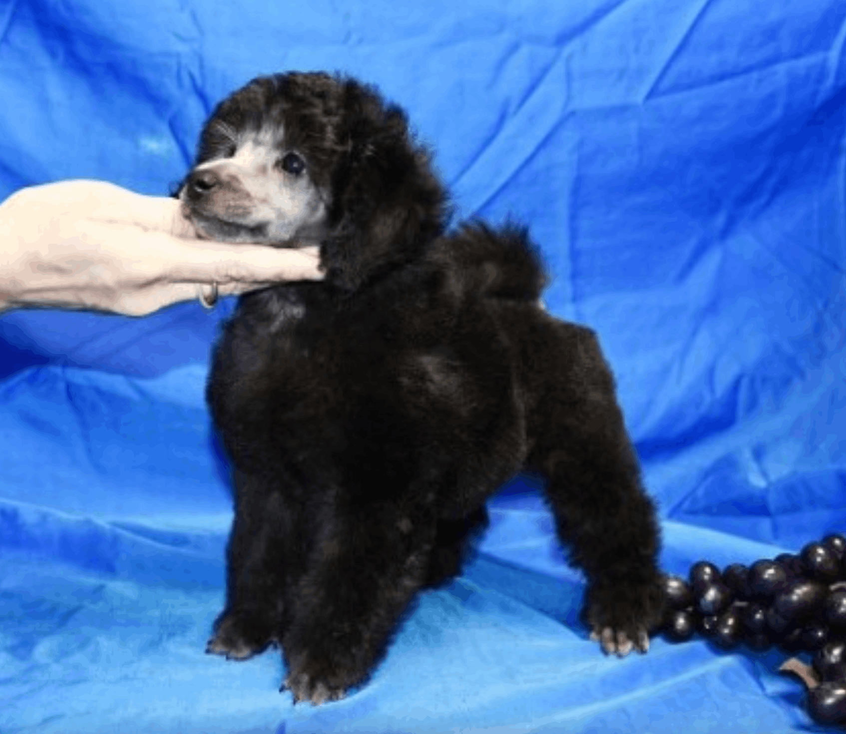 gently-born-pitomnik-rezenshnaucerov-objavlenie-o-prodage-shhenka-2