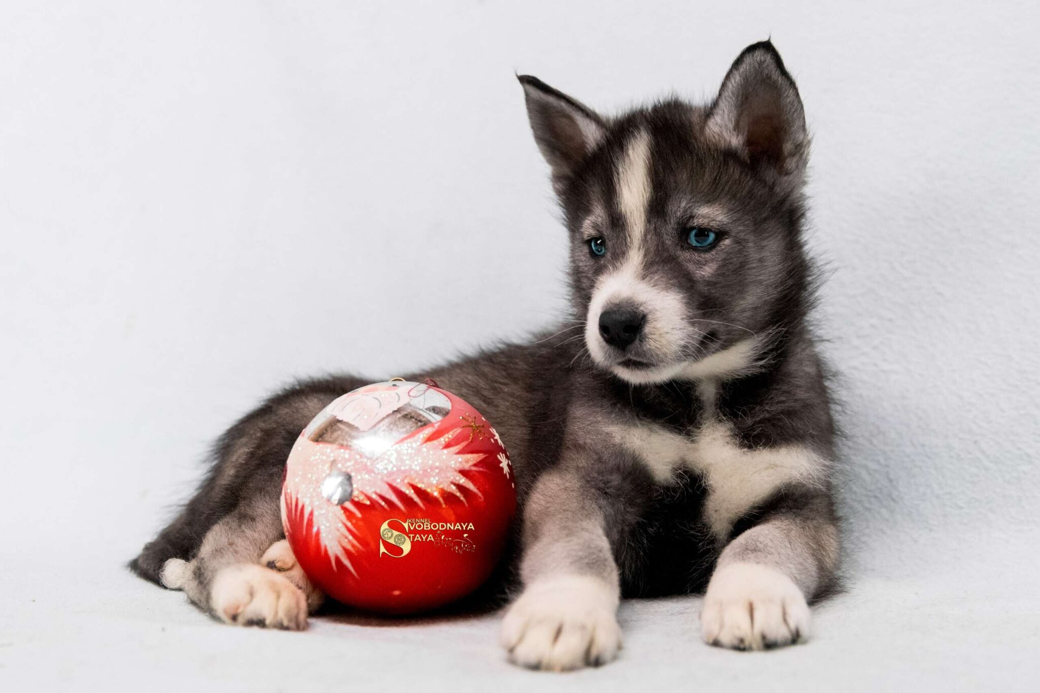 haski-kupit-shchenka