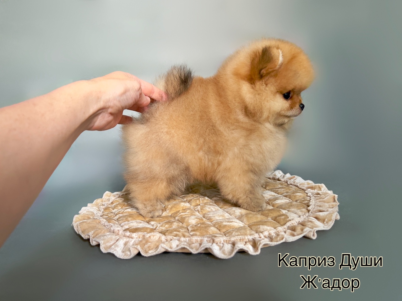 kapriz-dushi-pitomnik-jorsirskih-tererov-kupit-sobaku