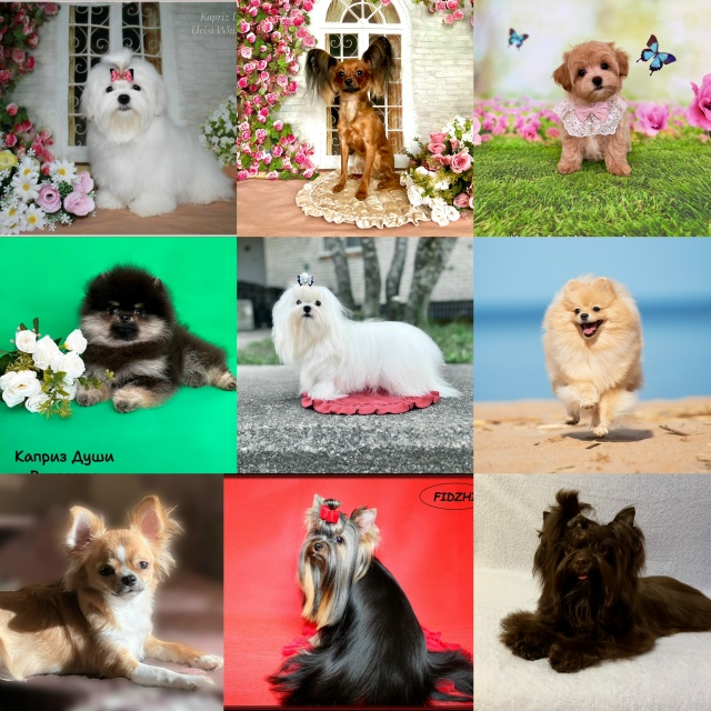 kapriz-dushi-pitomnik-jorsirskih-tererov-prodaga-shhenkov