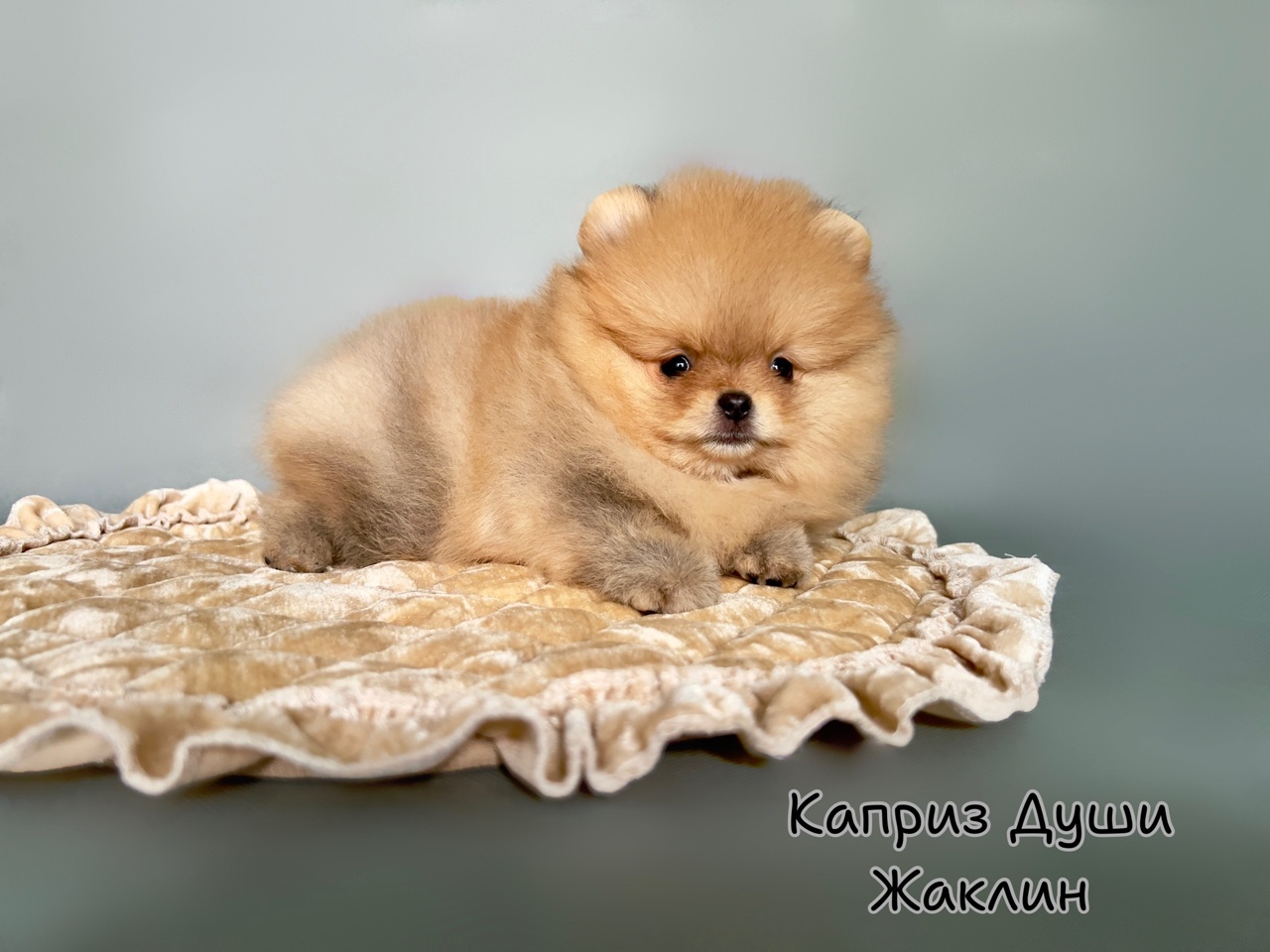 kapriz-dushi-pitomnik-jorsirskih-tererov-prodaga-sobaki