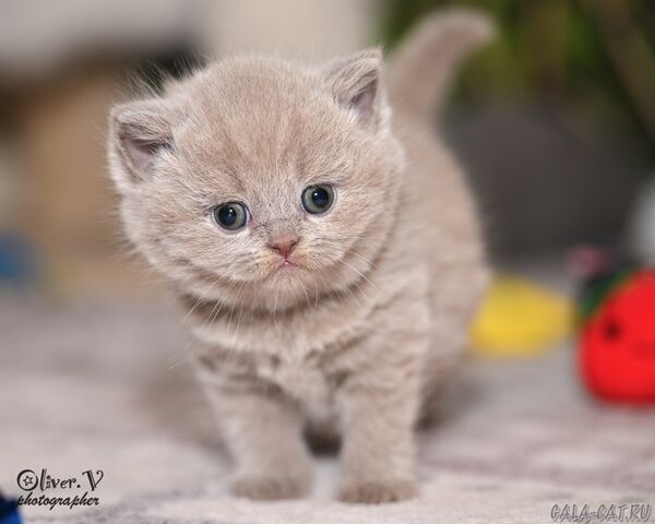 kupit-britanskuju-koshku