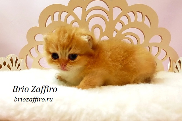 kupit-britanskuju-koshku