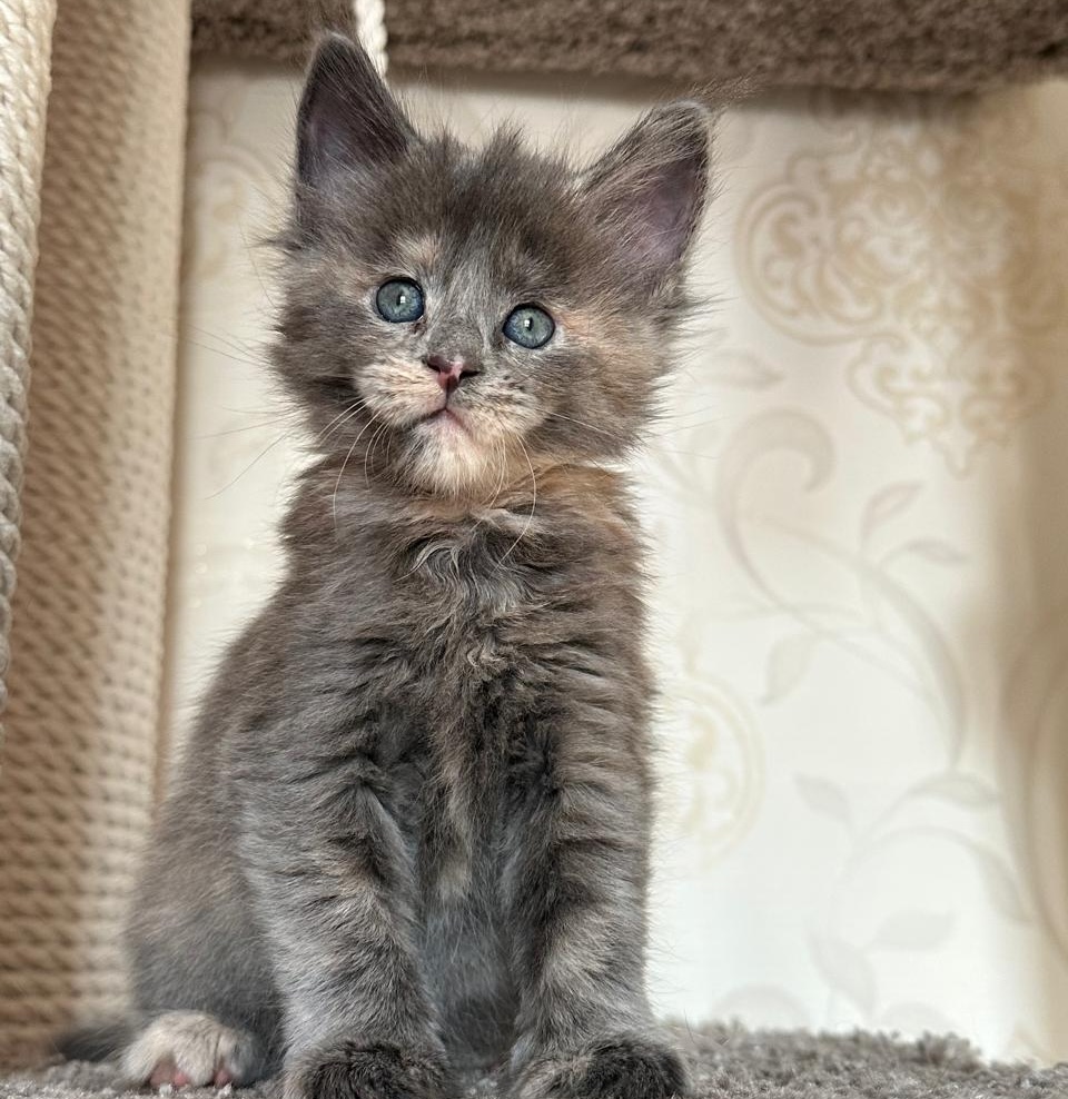 kupit-kotenka-main-coona