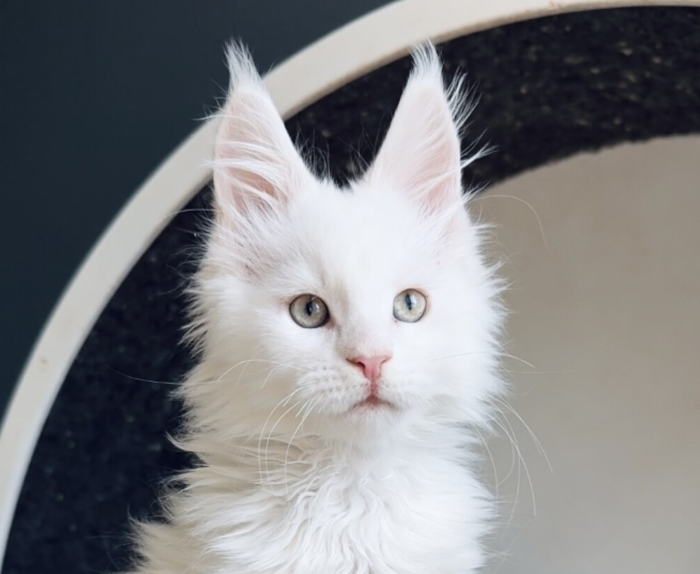 kupit-kotenka-main-coona