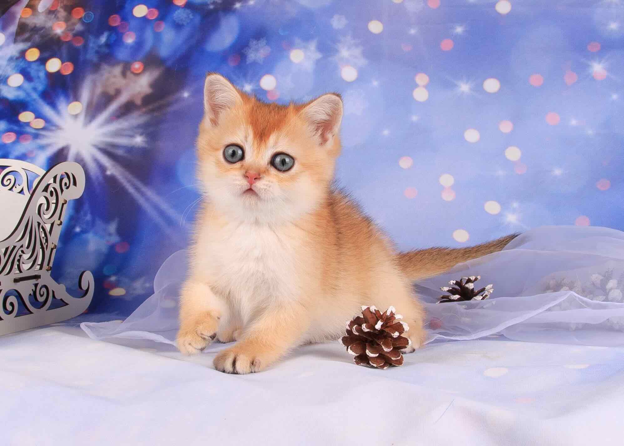 kupit-kotenka-shotlandskoi-koshki