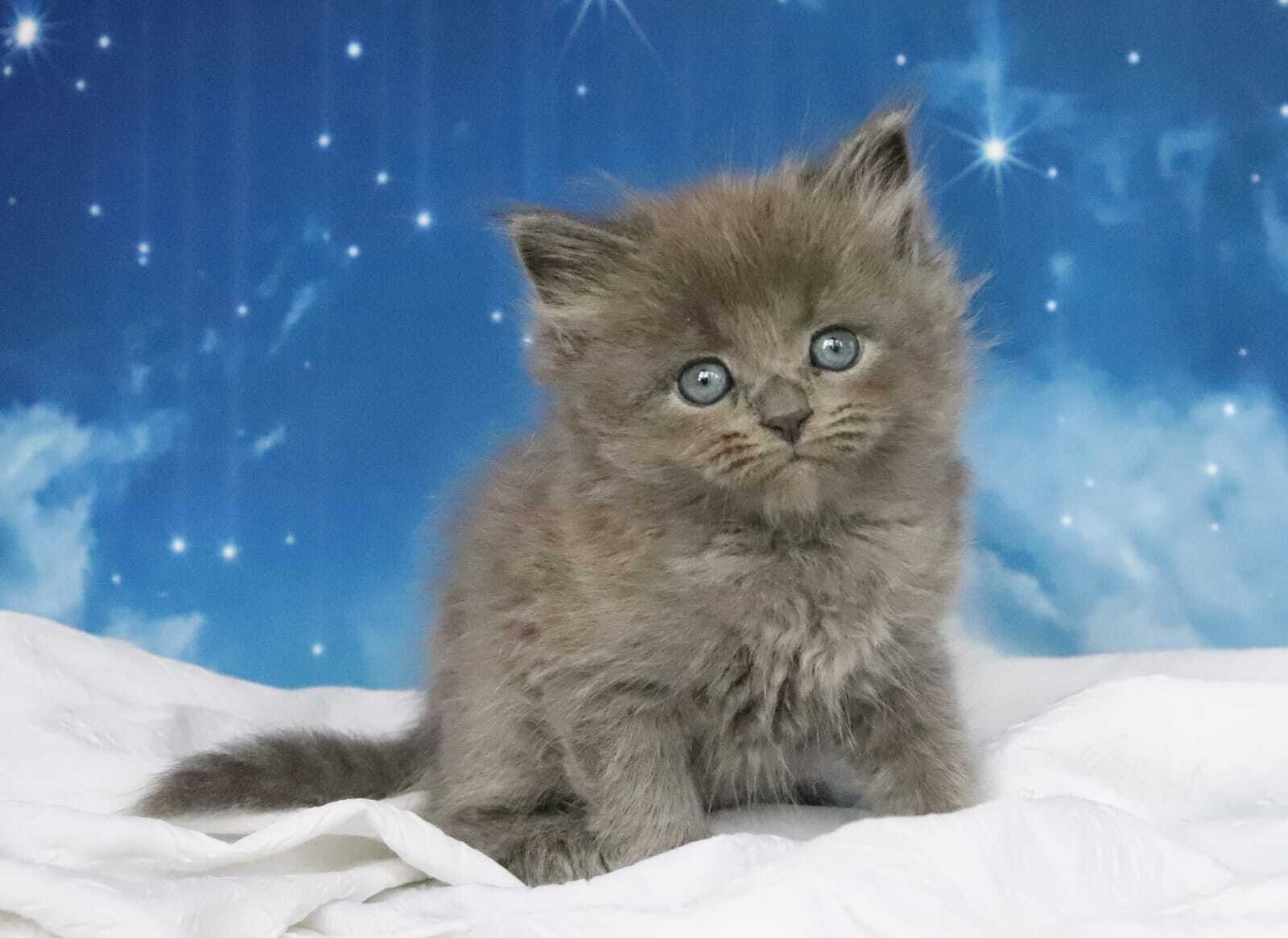 kupit-kotenka-sibirskoi-koshki