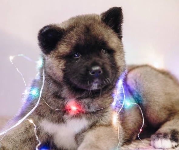 kupit-shchenka-amerikanskoj-akiti-nedorogo