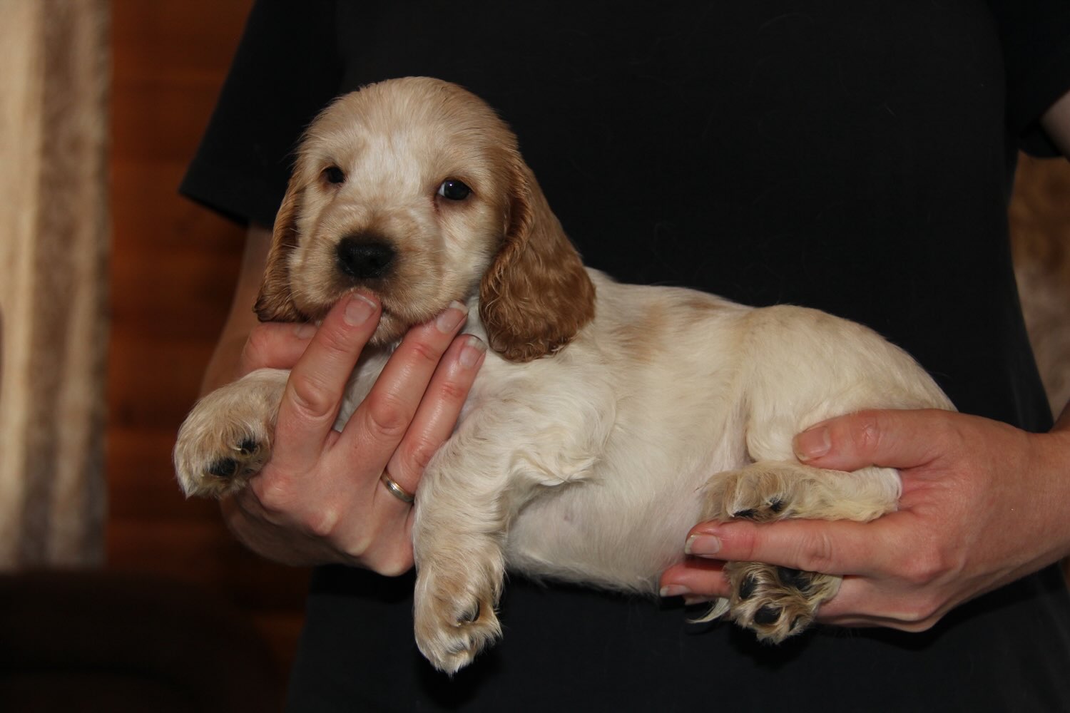 kupit-shchenka-anglijskij-koker-spaniel