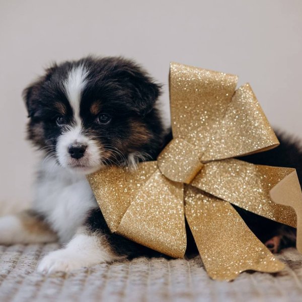 kupit-shchenka-aussi