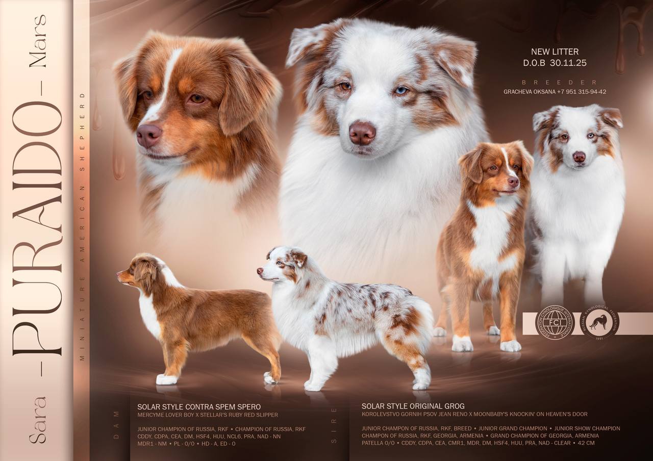 kupit-shchenka-mini-aussi-iz-pitomnika