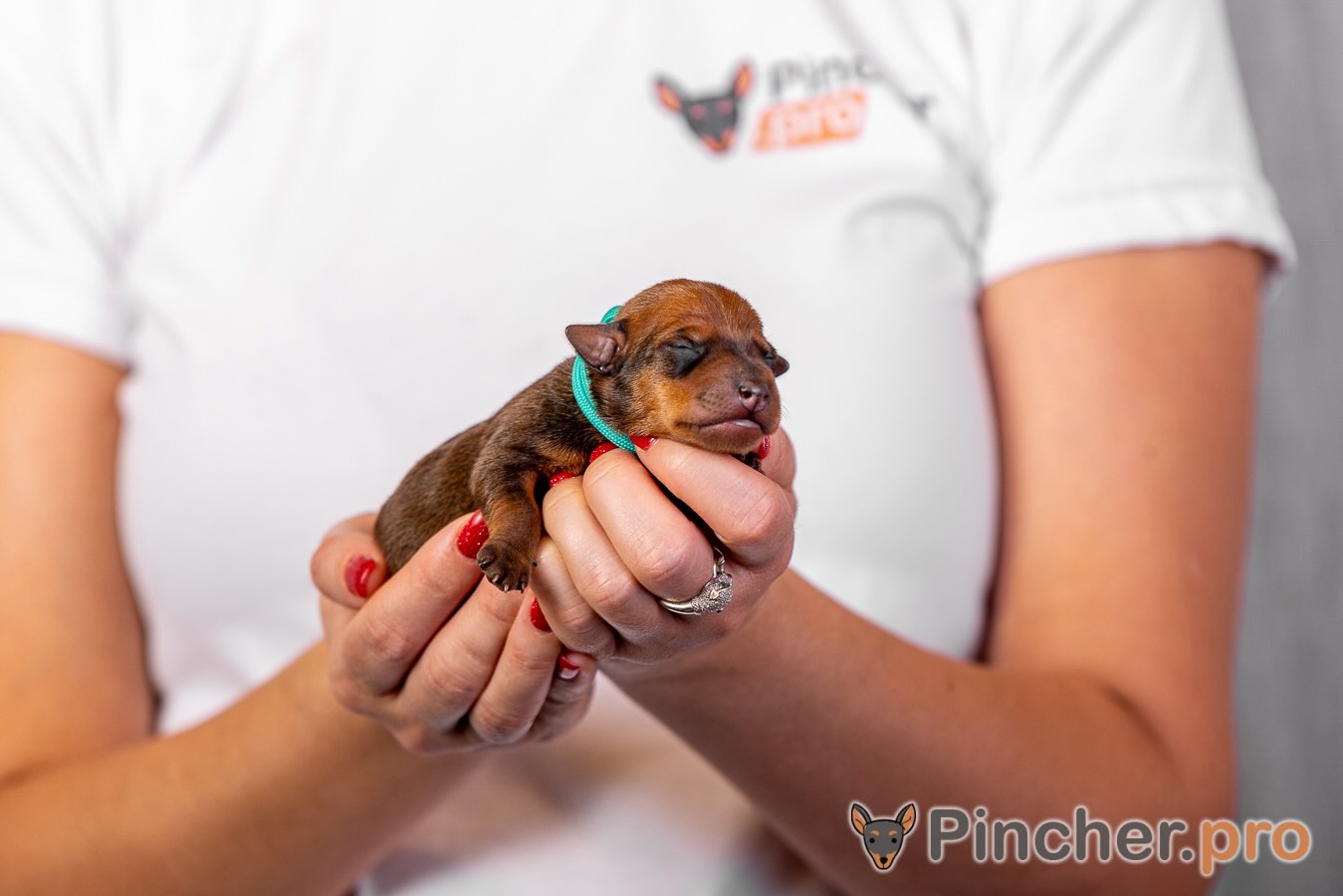 kupit-shchenka-tsvergpinchera