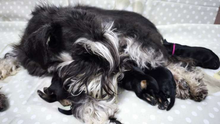 kupit-shchenka-tsvergshnautsera-nedorogo