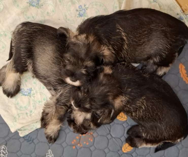 kupit-shchenka-tsvergshnautsera