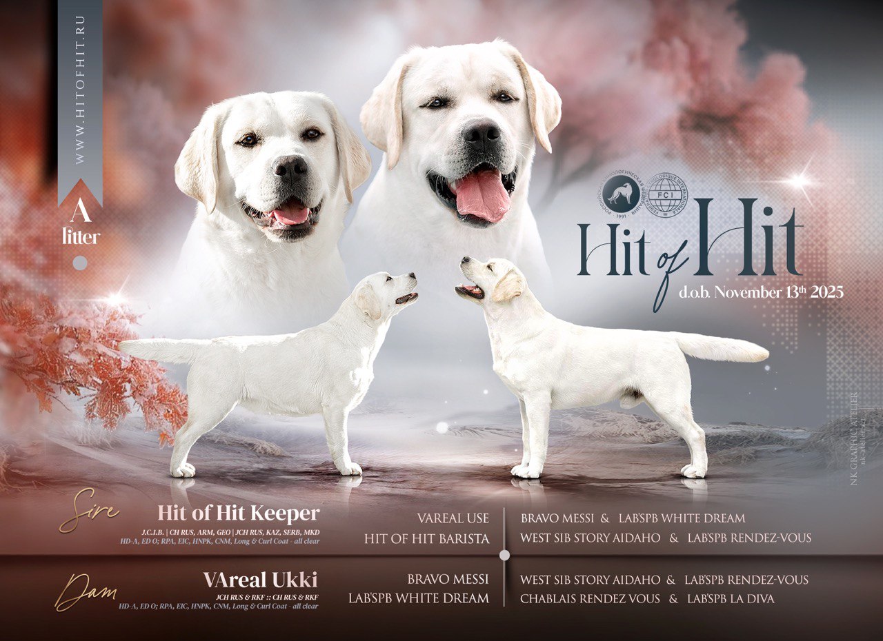 labrabor-retriver-kupit-shchenka