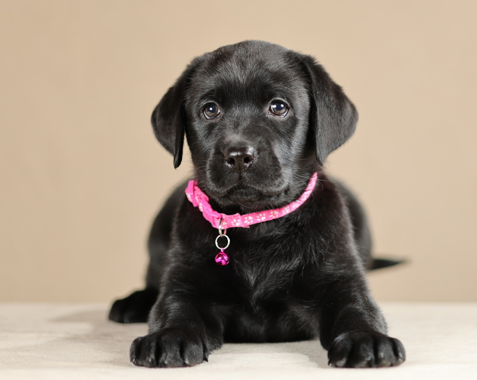 labrador-retriver-kupit-shchenka-cena