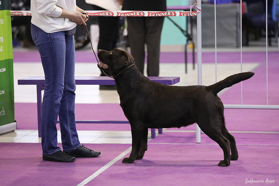 lapuslabr-pitomnik-labradorov-prodaga-shhenkov