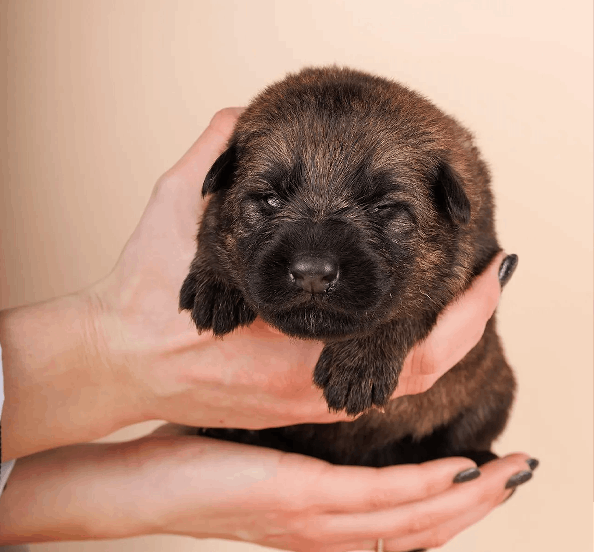 legenda-volgi-pitomnik-nemeckih-ovcharok-prodaga-sobaki