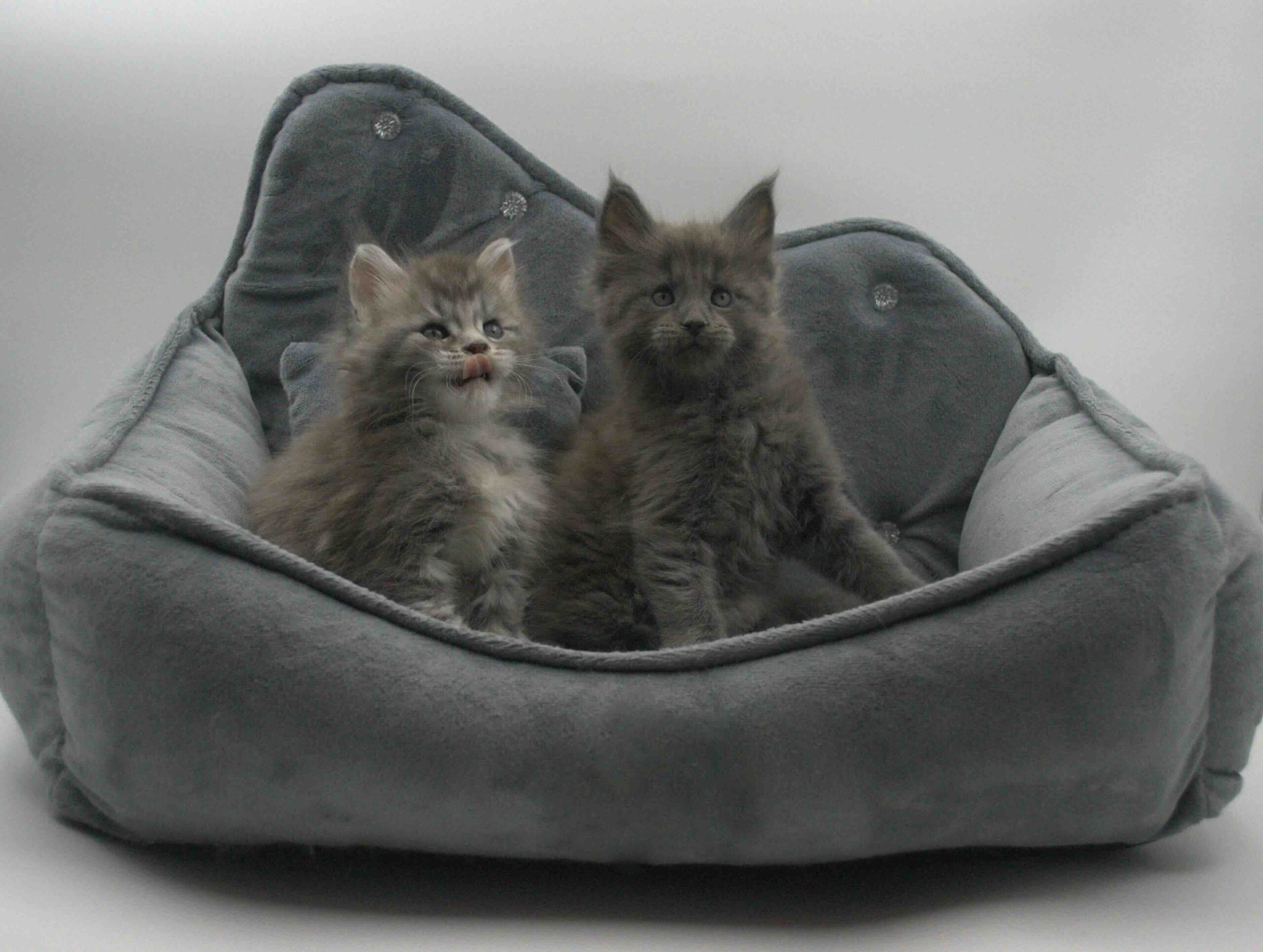 main-coon-kupit-kotenka