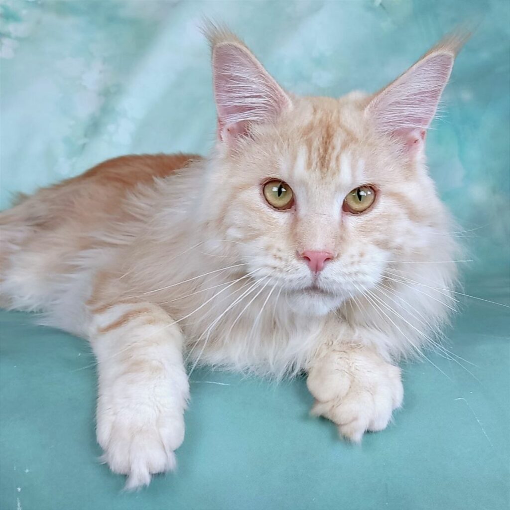 main-coon-kupit-kotenka-pitomnik-Karabasville