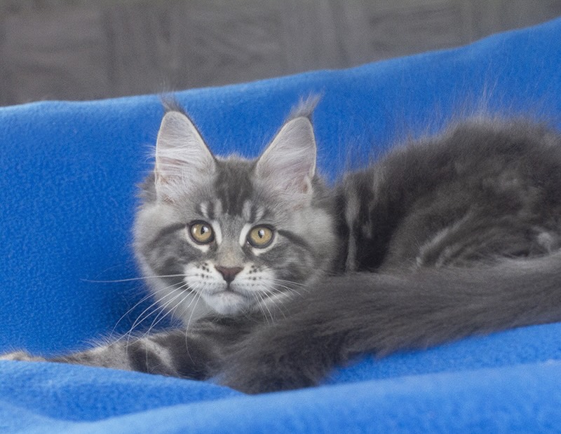 main-coon-kupit-kotenka