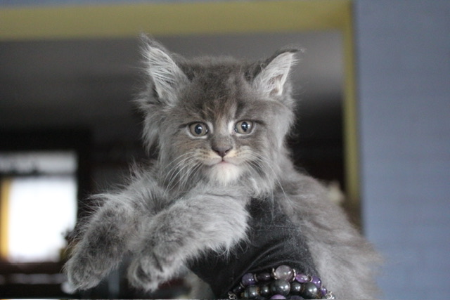 main-coon-kupit-porodistogo-kotenka