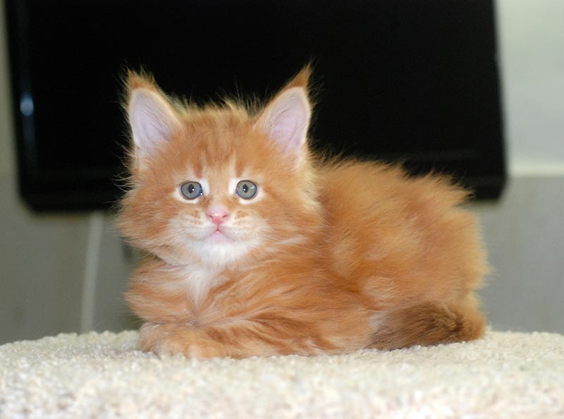 main-coone-kupit-kotenka