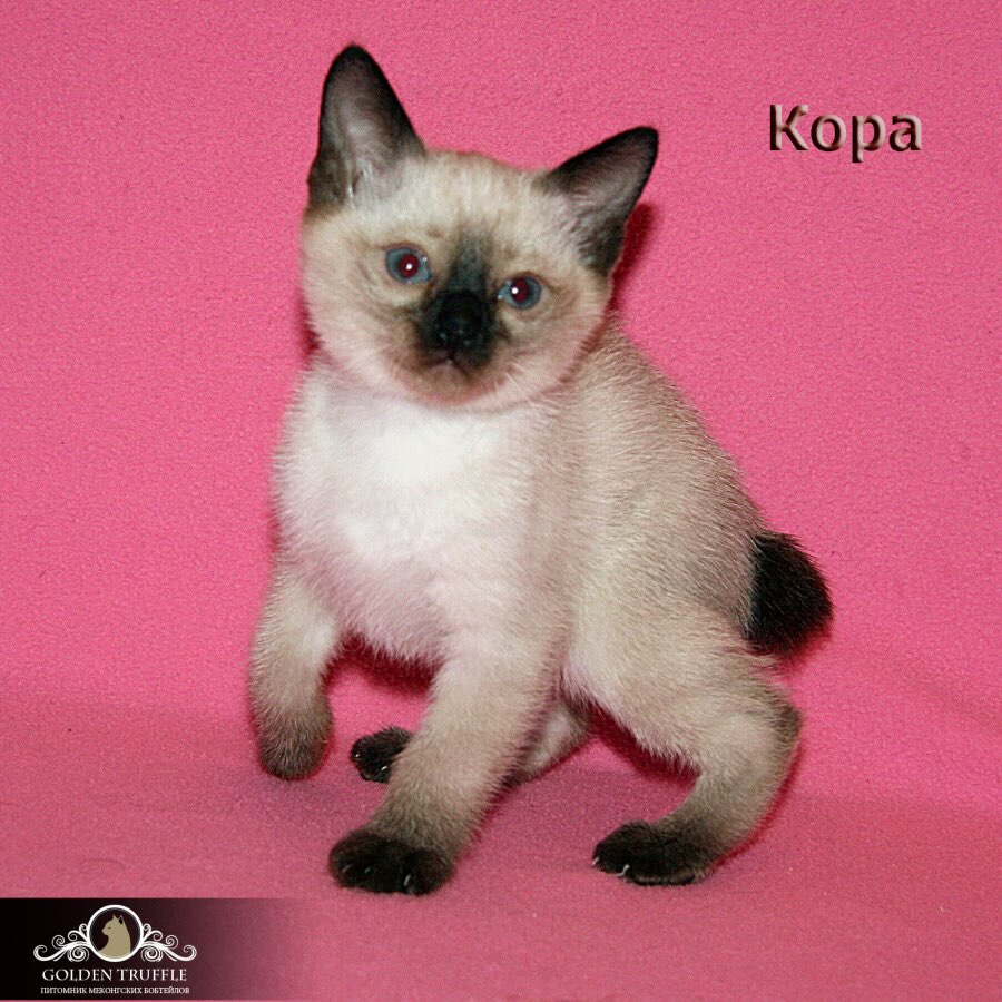 mekongskiy-bobteyl-kupit-koshku