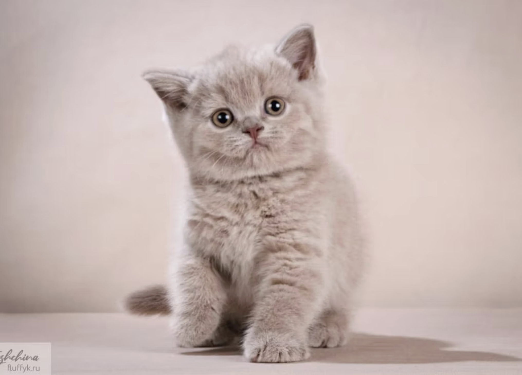 mirangel-pitomnik-ritanskih-koshek-kotjata-dlja-kupli-prodagi-1