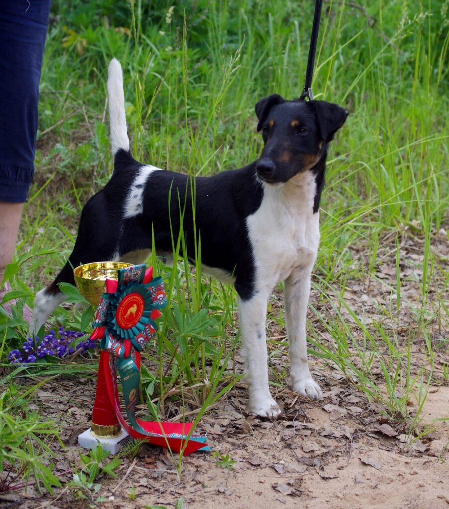 nikon-fox-pitomnik-foxtererov-prodaga-sobak