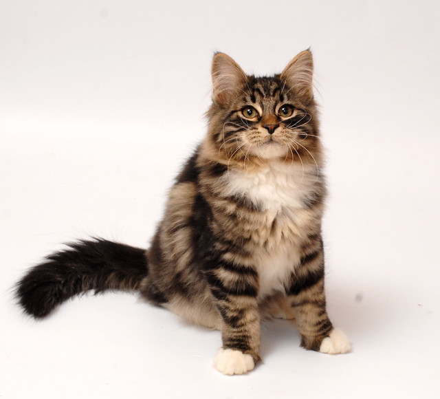 onix-glorija-pitomnik-sibarskih-koshek-prodaga-kotenka