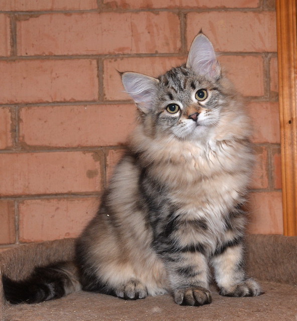 onix-glorija-pitomnik-sibarskih-koshek-prodaga-kotjat-2