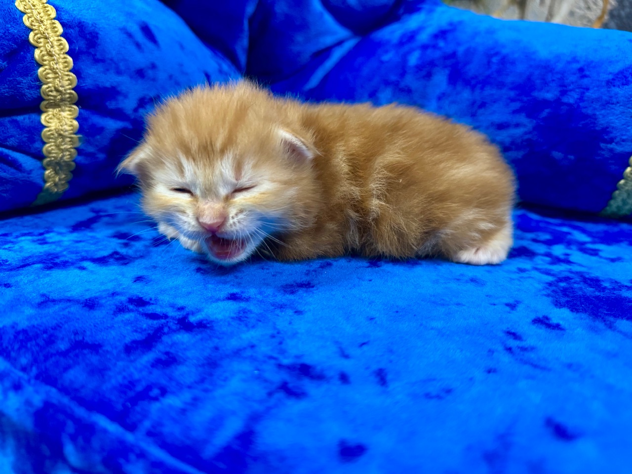 orden-feniksa-pitomnik-kurilskih-bobtejlov-prodaga-koshki-3