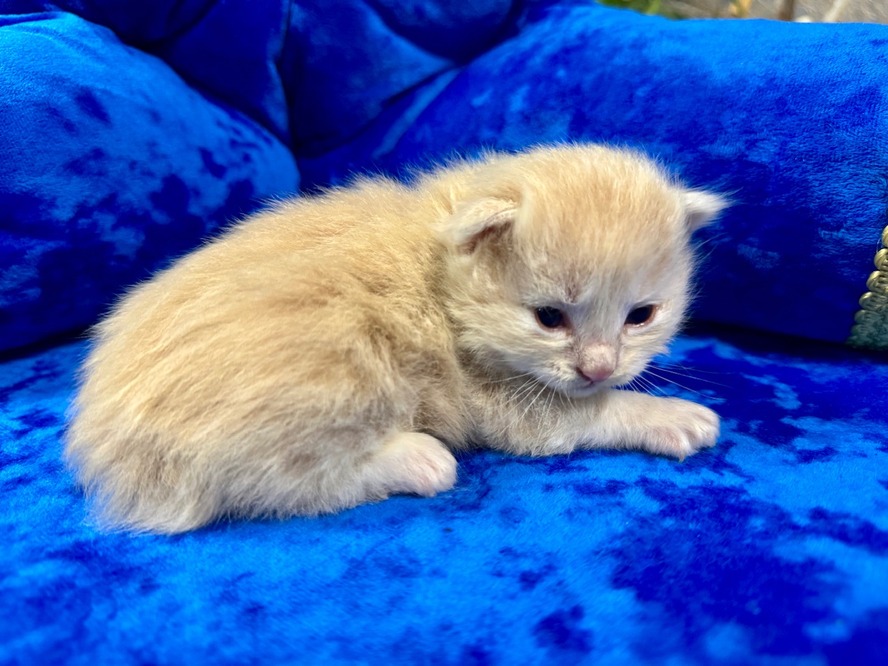 orden-feniksa-pitomnik-kurilskih-bobtejlov-prodaga-kotenka-3