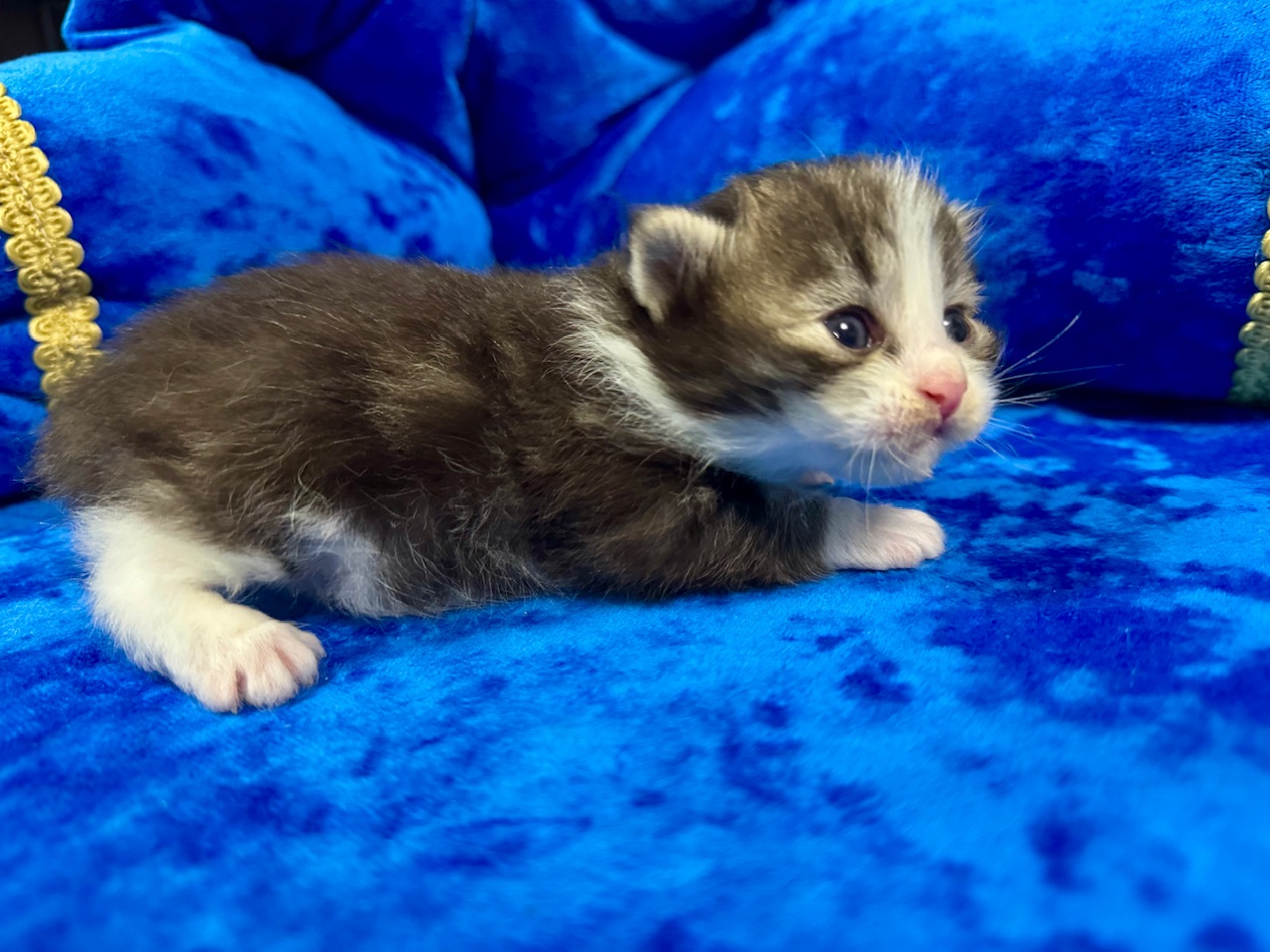 orden-feniksa-pitomnik-kurilskih-bobtejlov-prodaga-kotyat-1