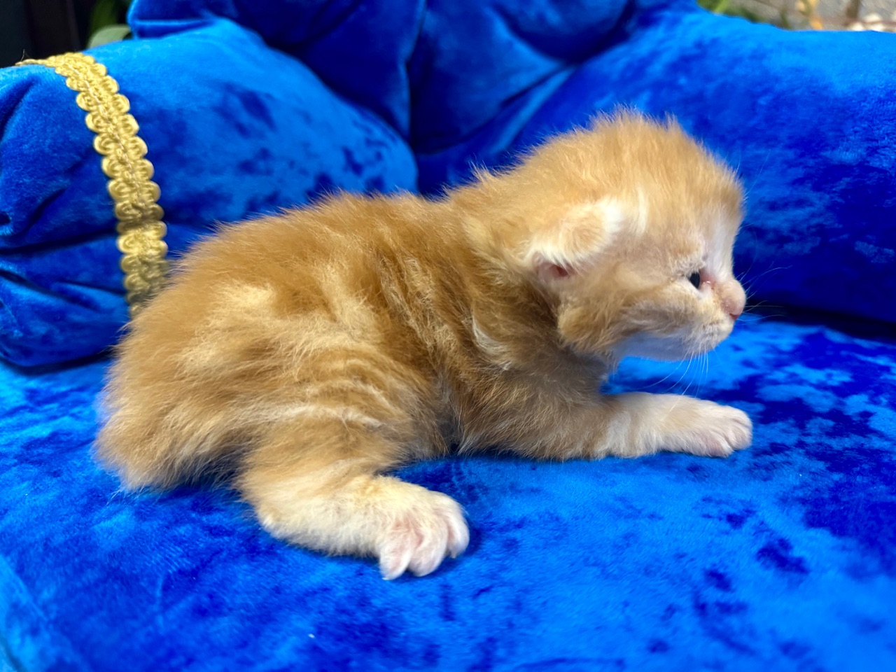 orden-feniksa-pitomnik-kurilskih-bobtejlov-prodaga-kotyat