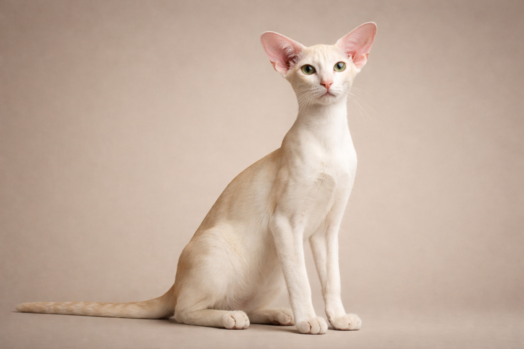 oriental-6-mesyatsev-formirovanie-tipa