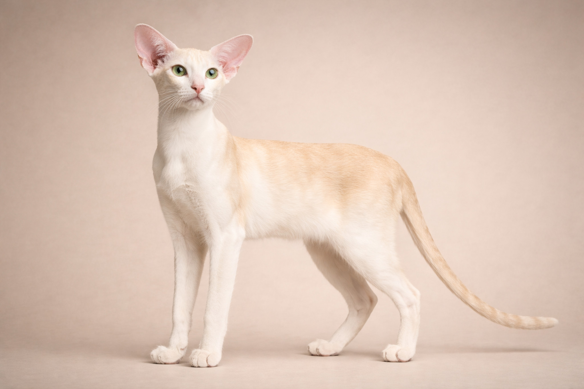 oriental-9-12-mesyatsev-podrostok