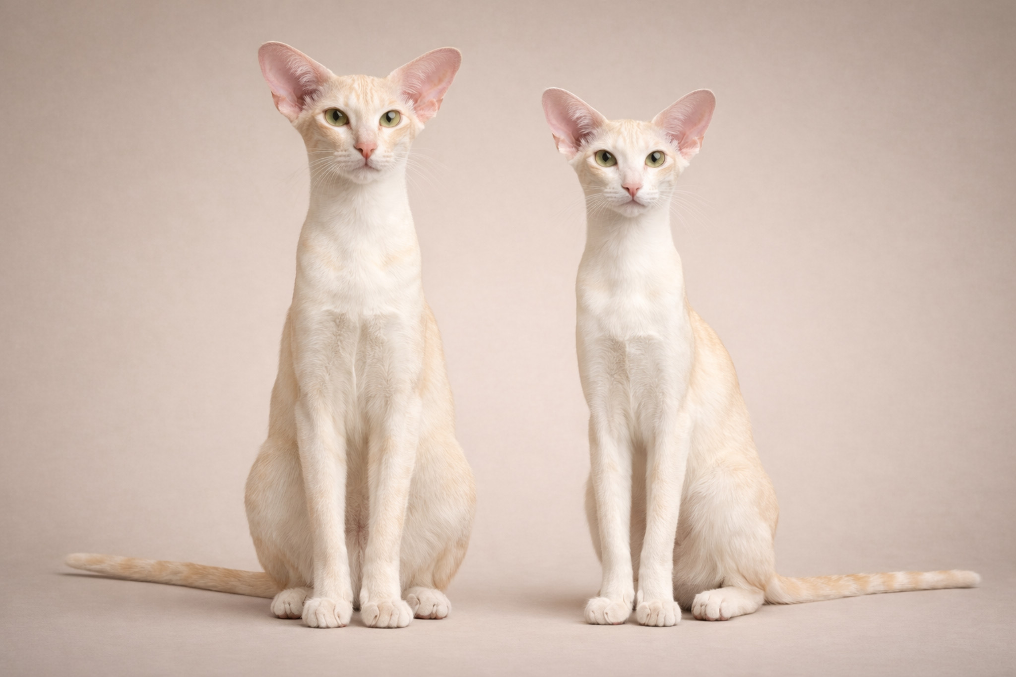 oriental-samets-i-samka-sravnenie