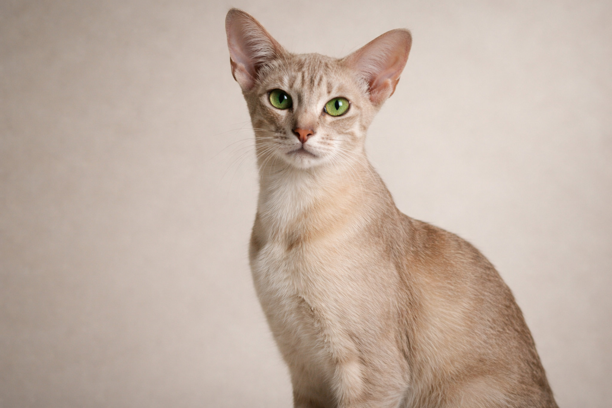 orientalnaya-koshka-roditel-porody