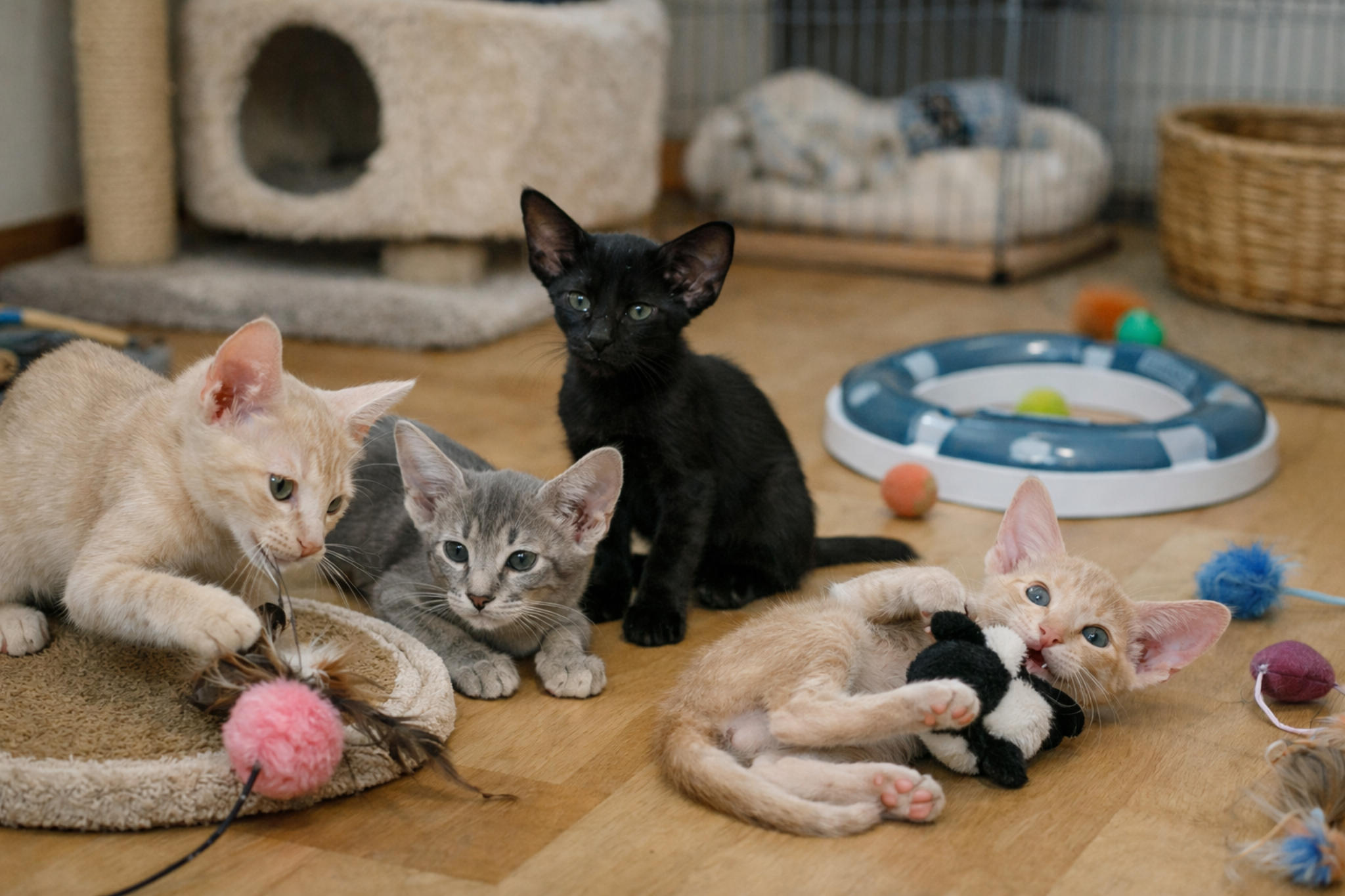 orientalnye-kotyata-usloviya-vyrashchivaniya