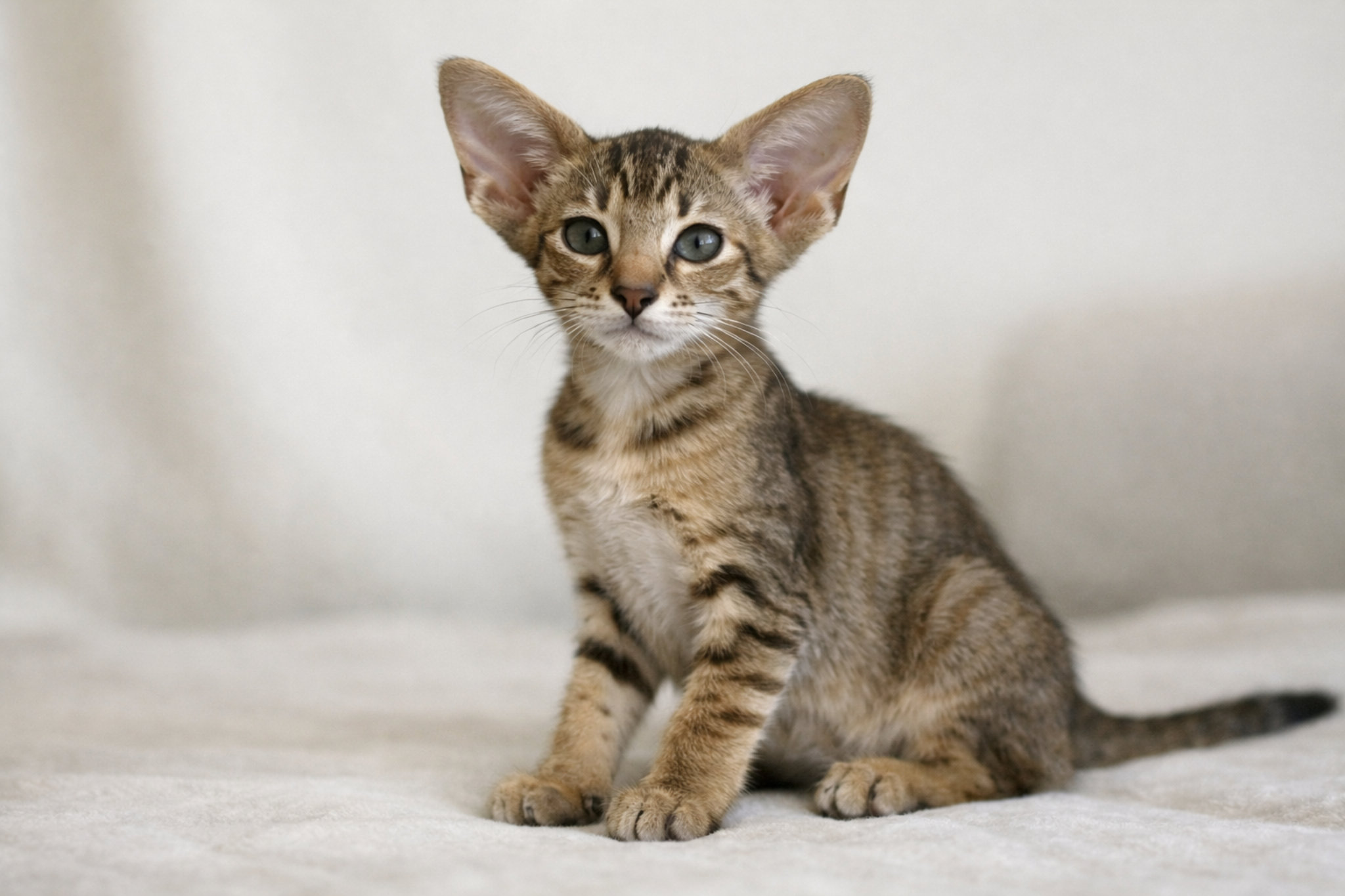 orientalnyy-kotenok-2-3-mesyatsa-eksterer