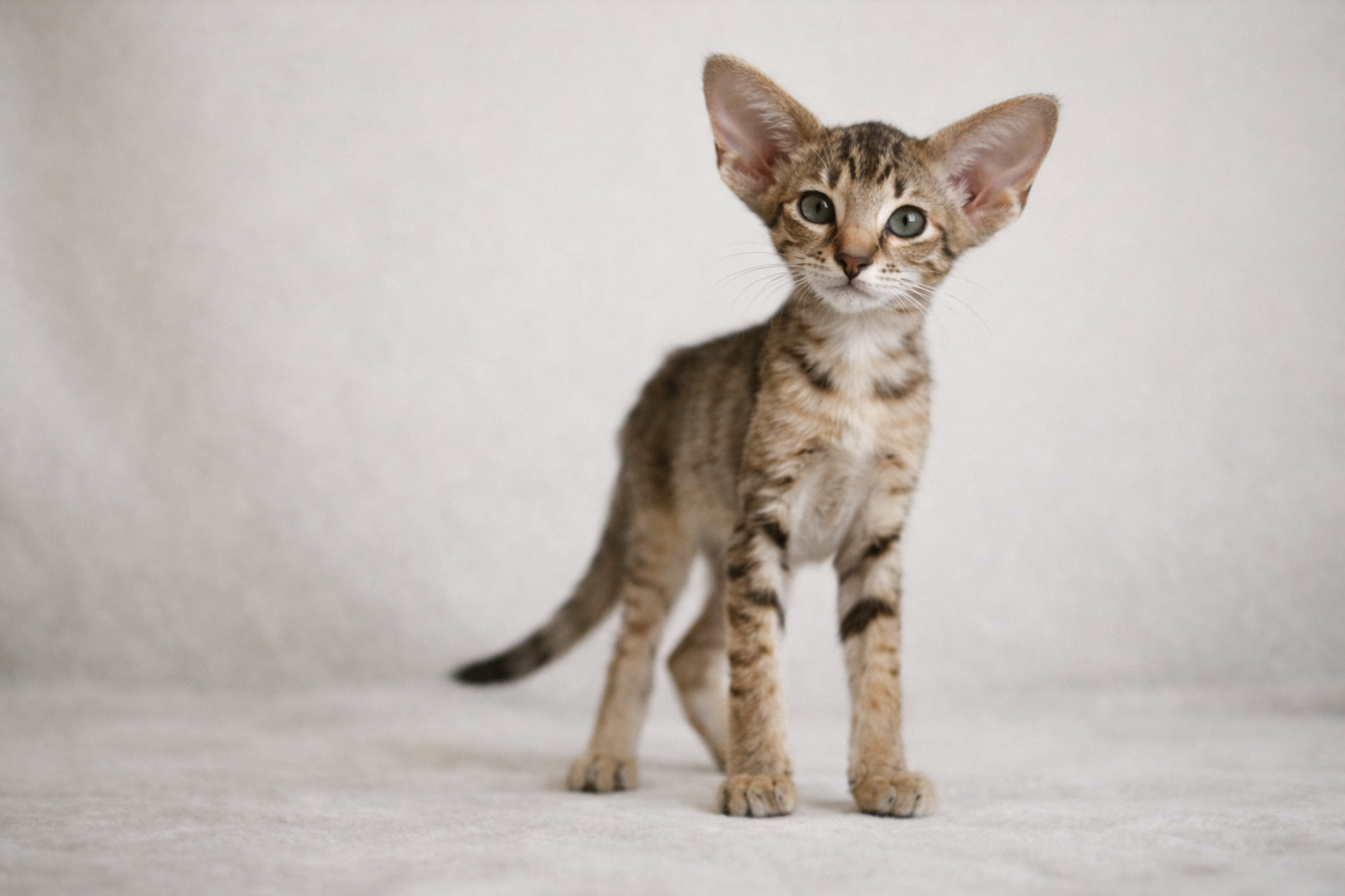 orientalnyy-kotenok-4-mesyatsa-gadkiy-utenok