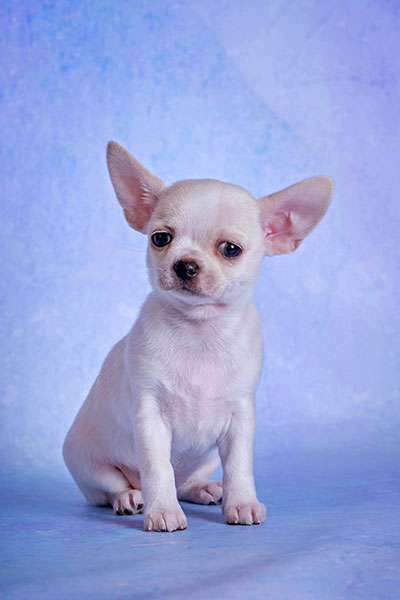 paradigma-pitomnik-chhuahua-prodaga-shhenka