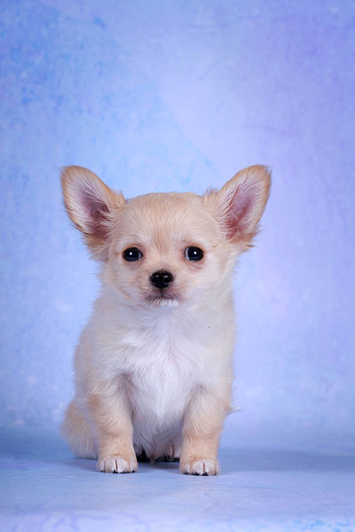 paradigma-pitomnik-chhuahua-prodaga-sobak