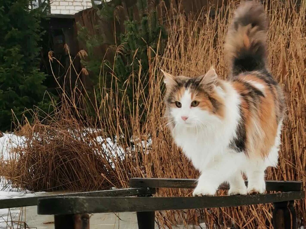 pitomnik-NORTH-CAPE-RU-norvezhskaya-lesnaya-koshka-rpodazha-kotenka